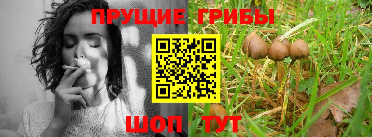 Морозовск  Псилоцибиновые грибы Psilocybe  Вход с VPN 